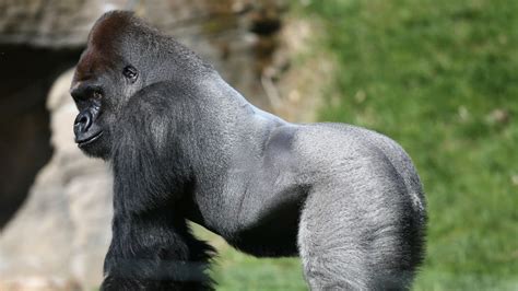 Angry Silverback Gorilla Fighting