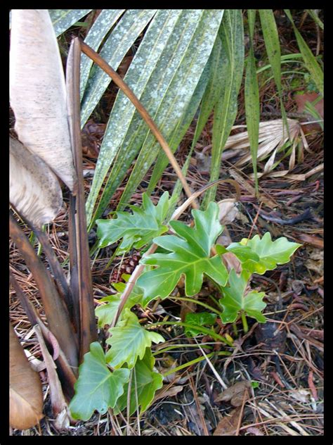 Rare philodendron, low light live houseplant. The Rainforest Garden: Plant Profile: Split Leaf ...