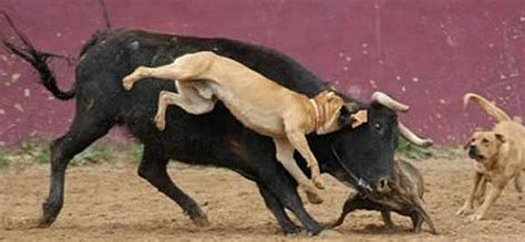 Outrage At Bullfighters Pit Bull Attack Photos On Facebook Black Truth News