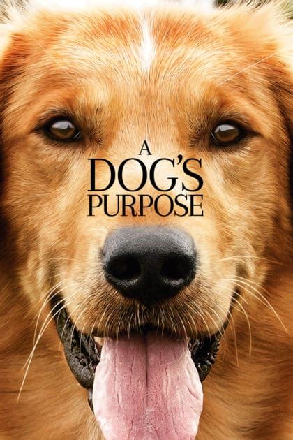 It will definitely make you cry, and that too several times. A DOG'S PURPOSE PG ~ School Holiday Cinema ~ Margaret ...