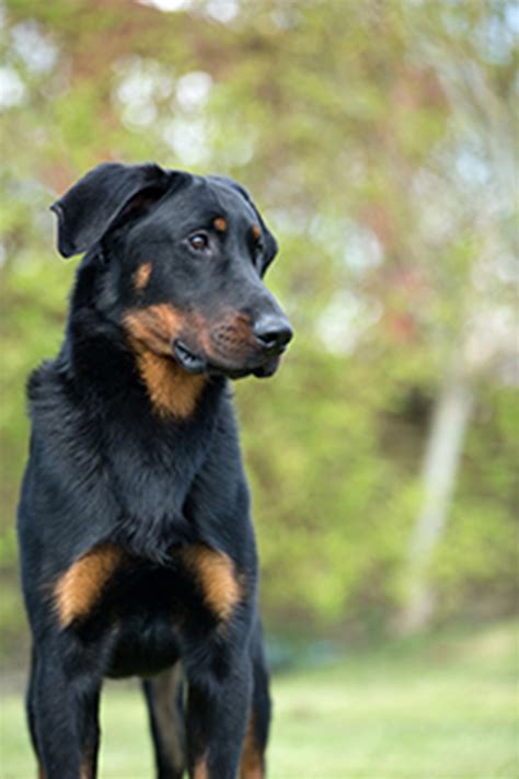 The beauceron, or berger de beauce, is relatively unknown outside of its native france, although the breed is gaining popularity in the united states. Beauceron | Breeds A to Z | The Kennel Club