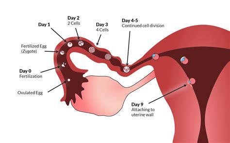 What Happens In Your Body During Ovulation