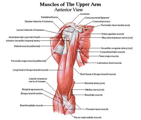 Following inferior dislocation of shoulder joint, the rounded contour of shoulder is lost and there is weakness of abduction of armbecause the axillary nerve is likely to be injured in the inferior. Anterior view of upper arm muscles | Anatomy & Physiology | Pinterest | The o'jays, Search and ...