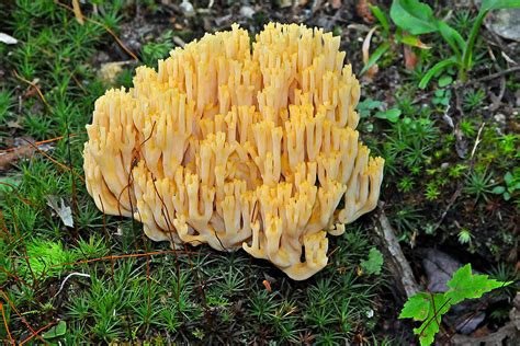 Coral Fungus Romaria Sp Photograph By Alan Lenk