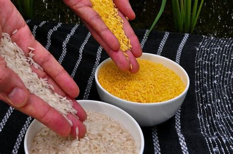 Philippines Becomes First Country To Approve Nutrient Enriched “golden Rice” For Planting The