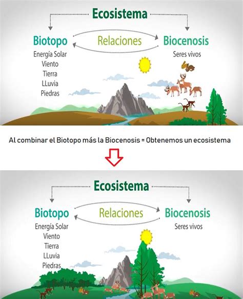 ¿cuáles Son Las Funciones De Los Ecosistemas Actualizado Abril 2024