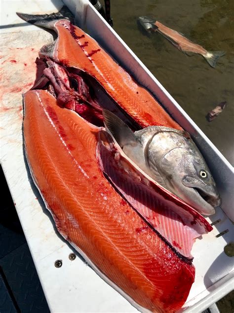 Click on this text to see zoomed version of this map. Sacramento River - Lower Fish Report - Redding, CA (Shasta ...