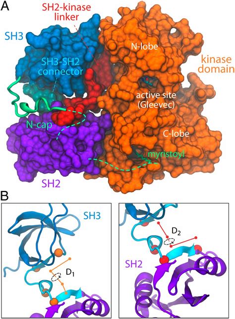 Two State Dynamics Of The Sh3sh2 Tandem Of Abl Kinase And The