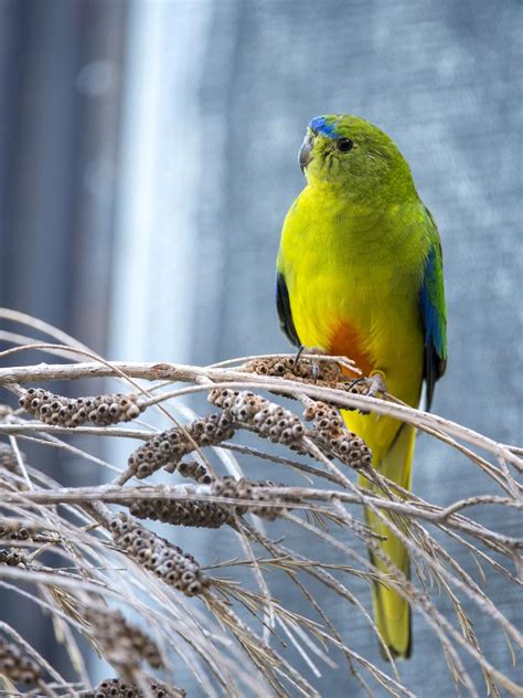 Adelaide Zoo Releases Orange Bellied Parrots To The Wild In Victoria