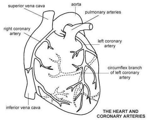 Labeled structures include the cephalic vein, brachial artery, musculocutaneous nerve, brachial vein, basilic vein, ulnar collateral artery, radial collateral artery, median nerve interosseous artery and vein, ulnar artery, nerve and vein, radial artery, nerve and vein, and posterior. Heart-Coronary Arteries | Diagram | Patient