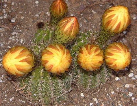 Plantfiles Pictures Trichocereus California Gold Echinopsis By