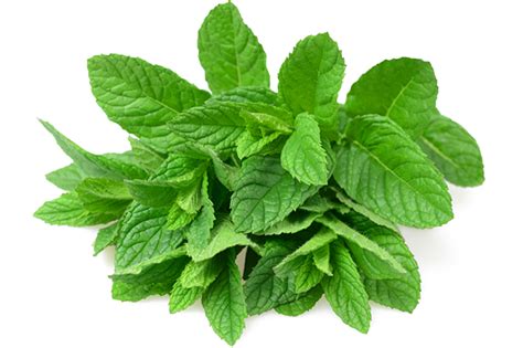 Mint Leaves Png Photos Png Play