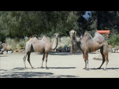 The john boy & billy big show. GEICO Hump Day Camel - Movie Day | Doovi
