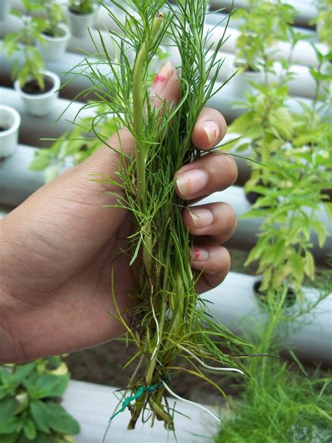 The method for harvesting dill leaves is the same as the method for pruning it. Growing Dill : How to Grow Dill in Containers | Gardenoid