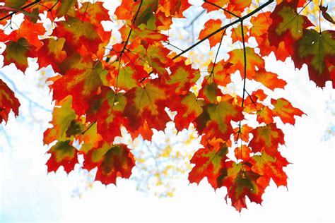 How to Identify Deciduous Trees by Their Leaves