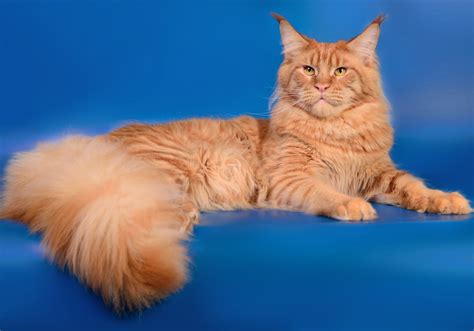 To check out whether a website is real, go to the registry website and see if the cattery is listed. VivatCoon * UA - Maine Coon Cattery, Ukraine