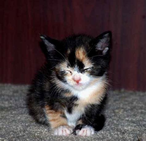An Adorable Kitten Calico Kittens Photo 23525544 Fanpop