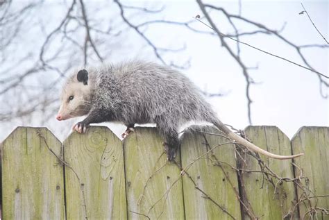 The Benefits Of Having Opossums In Your Yard