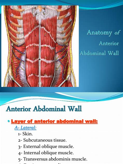 Anterior Abdominal Wall Abdomen Musculoskeletal System