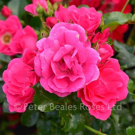 Pink Flower Carpet Procumbent Rose Peter Beales Roses The World