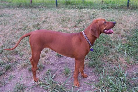 Redbone Coonhound 3 Pet Paw