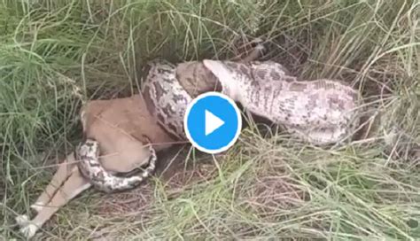 scary python swallows whole deer in a few minutes watch at your own risk catch news