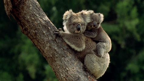 Importadores de artículos para bebes marcas americanas % autenticos domicilios en barranquilla envíos al resto del país link dir.wapp ⬇. 62+ Baby Koala Wallpapers on WallpaperPlay
