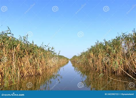 A Small River Channel In The Danube Delta Stock Photo Image Of