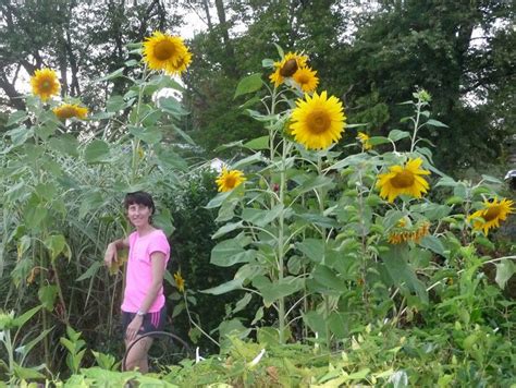 25 Beautiful Sunflower Backyard Design For Your Garden Ideas Japan