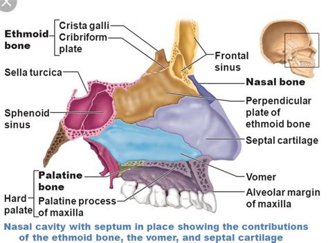 Nasal Cavity Nasal Cavity Dental Hygiene School Medical Anatomy