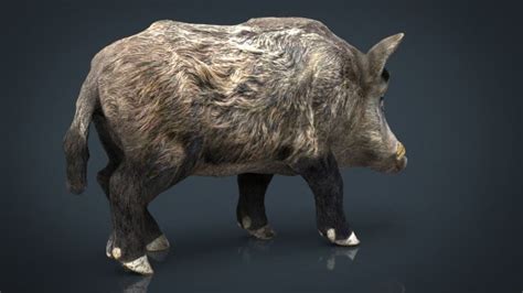 Wild Boar 3d Model In Pig 3dexport