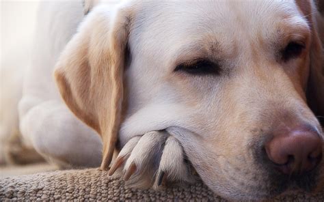 Wallpaper Nose Skin Labrador Retriever Eye Puppy Dream