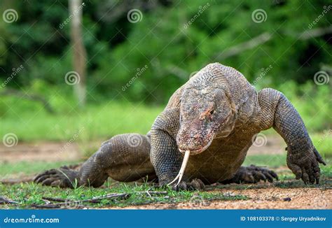 The Walking Komodo Dragon With Tongue Out Sniffing Air Varanus