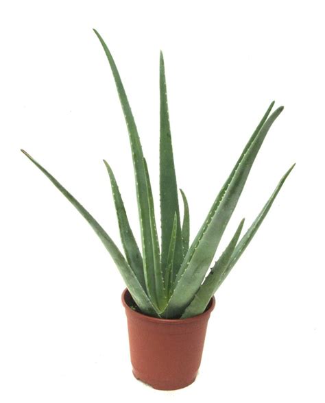Aloe Vera Plant 8 10 Mother Plant Bare Root No Pot And Etsy