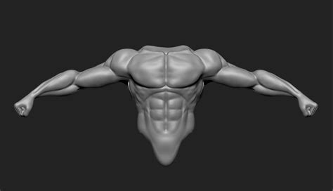Anatomy 3d Model Male Torso Cgtrader