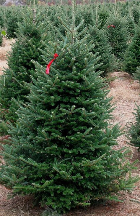 Ge fresh cut christmas tree. Good Earth Garden Market | Services - Christmas Tree ...