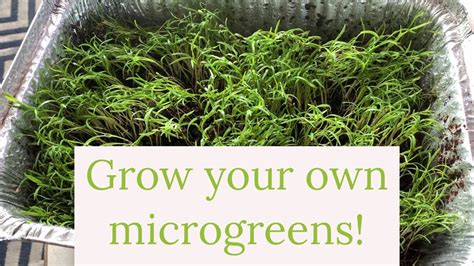 How To Grow Microgreens Indoors Youtube