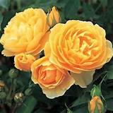 Images of Scented Climbing Roses