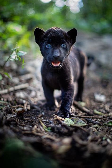 Photo Du Film Le Dernier Jaguar Photo Sur Allocin