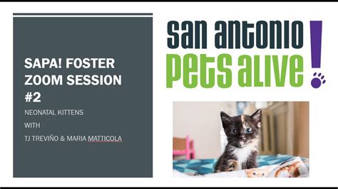 Foster Zoom Session 2 Intro To Neonatal Kitten Care Youtube