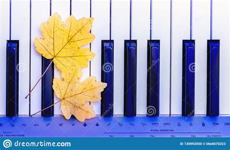 Maple Leaves On The Piano Keys Top View Stock Photo Image Of Design