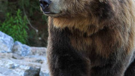 Ours Grizzli Zoo Sauvage De Saint Félicien