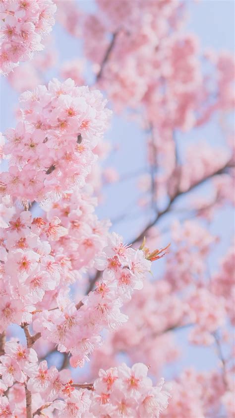 Aesthetic Cherry Blossom Desktop Wallpaper Ellen Shandra