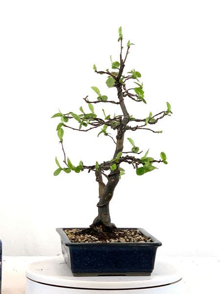 Chinese Quince Bonsai Bonsai Learning Center Store