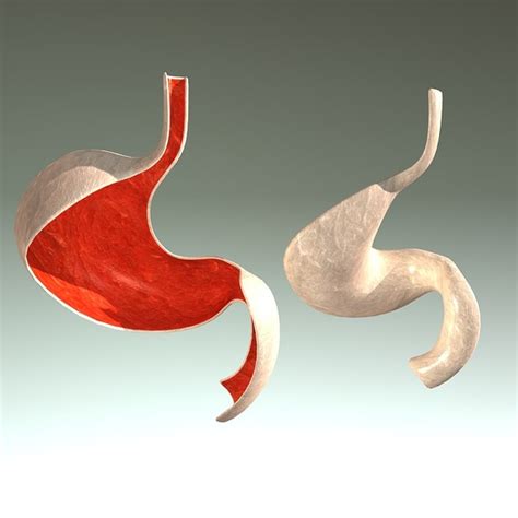 3ds Max Human Stomach