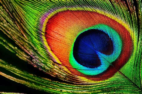 Peacock Feather 1080p Black Krishna Hd Wallpaper Debora Milke