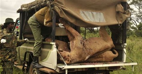 Six Lions Killed Near Kenyas Capital In Latest Habitat Clash