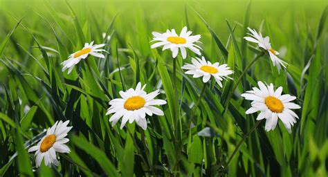 Daisies Flowers Grass Green Blur Wallpaper Coolwallpapers Me
