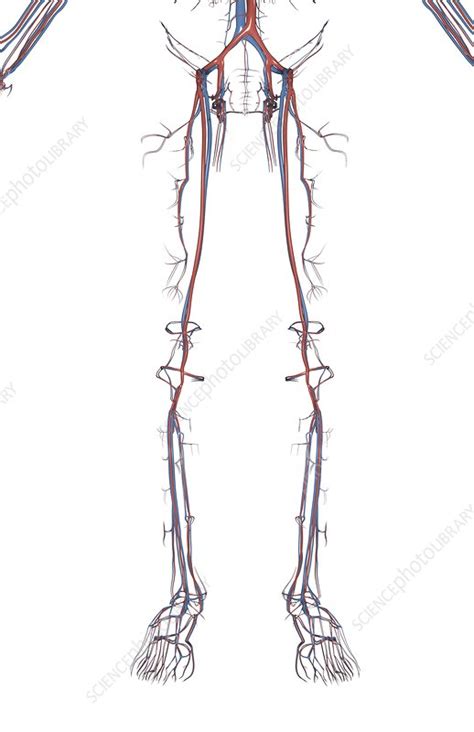 The Blood Vessels Of The Lower Body Stock Image C0081984 Science