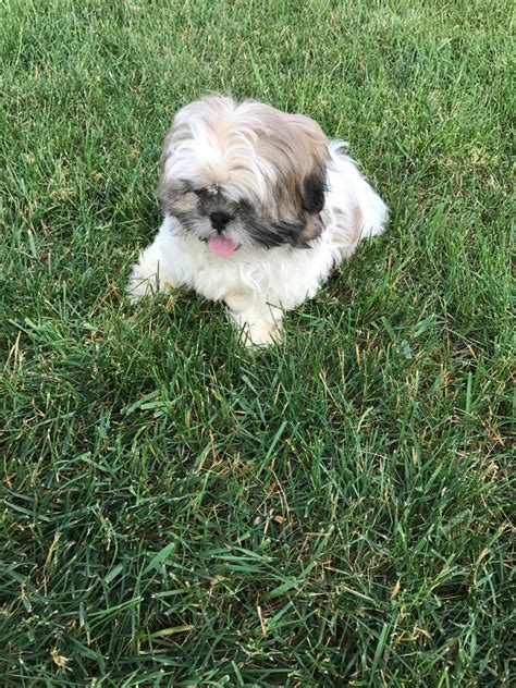 Raising quality loving shih tzu to complete your family! Shih Tzu Puppies For Sale | Sterling Heights, MI #210655